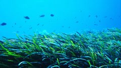 Deniz Çayırları Koruma Altına Alınacak