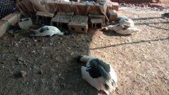 “Çiftlik Kredisi” Katliamı Ortaya Çıktı